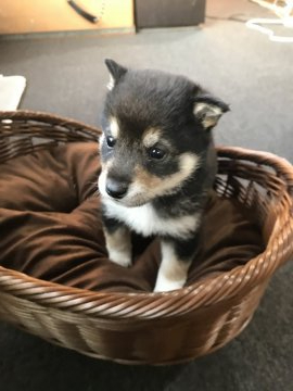 柴犬(標準サイズ)【千葉県・男の子・2019年12月7日・黒】の写真「つぶらな瞳の🐶💗」