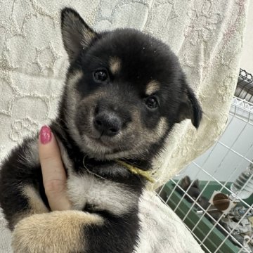 柴犬(標準サイズ)【千葉県・男の子・2024年8月15日・黒】の写真「大人しい男の子✨️✨️」