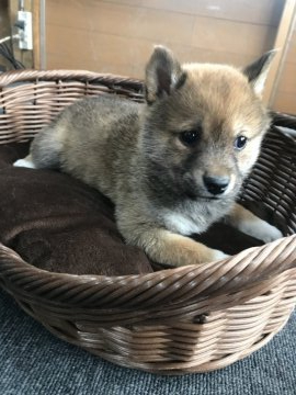 柴犬(標準サイズ)【千葉県・男の子・2019年12月7日・赤】の写真「イケメン🐶💕」