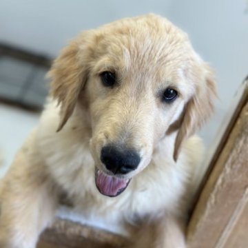 ゴールデンレトリバー【千葉県・男の子・2023年1月4日・ゴールデン】の写真「元気いっぱい男の子🐶💕」