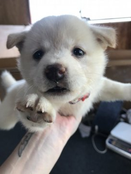 柴犬(標準サイズ)【千葉県・女の子・2020年6月29日・白】の写真「★★元気な女の子🐶★」