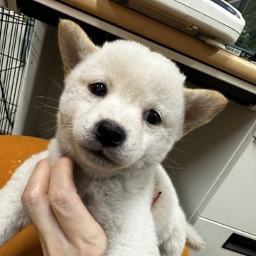 柴犬(標準サイズ)【千葉県・男の子・2024年9月11日・白】の写真「白柴の男の子♥️♥️」