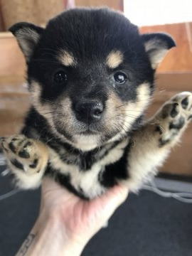 柴犬(標準サイズ)【千葉県・女の子・2020年6月29日・黒】の写真「★人気の柴犬🐶★★」