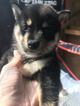 柴犬(標準サイズ)【千葉県・女の子・2020年6月29日・黒】の写真「♦️♦️おっきめ女の子🐶♦️♦️」