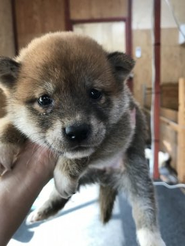 柴犬(標準サイズ)【千葉県・男の子・2020年6月29日・赤】の写真「🐕大人しい男の子🐶🐕🐕」