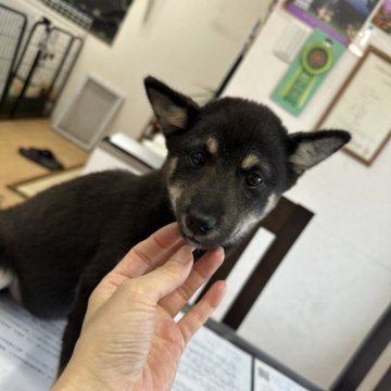 柴犬(標準サイズ)【千葉県・女の子・2024年1月17日・黒】の写真「小ぶりの黒柴ちゃん🥰」