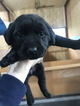 ラブラドールレトリバー【千葉県・女の子・2019年10月29日・ブラック】の写真「小さめ女の子🐶💗」