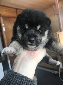 柴犬(豆柴)【千葉県・男の子・2019年12月7日・黒】の写真「もふもふな豆柴🥰💕」