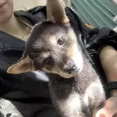 柴犬(標準サイズ)【千葉県・女の子・2024年8月15日・黒】の写真3