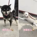 柴犬(標準サイズ)【千葉県・女の子・2019年7月27日・黒】の写真4