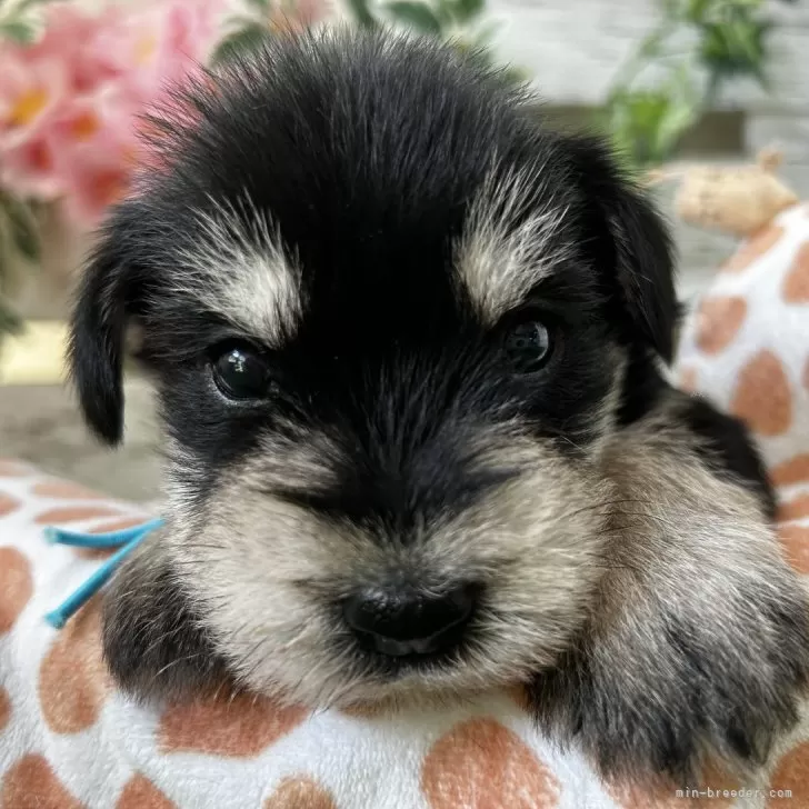 みど 様のお迎えした子犬