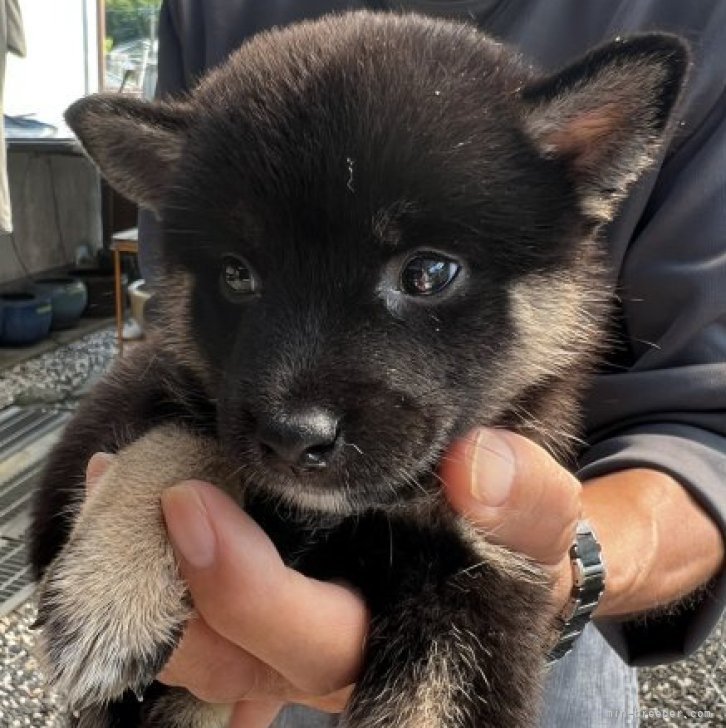 仔犬様お取引き中 - 酒