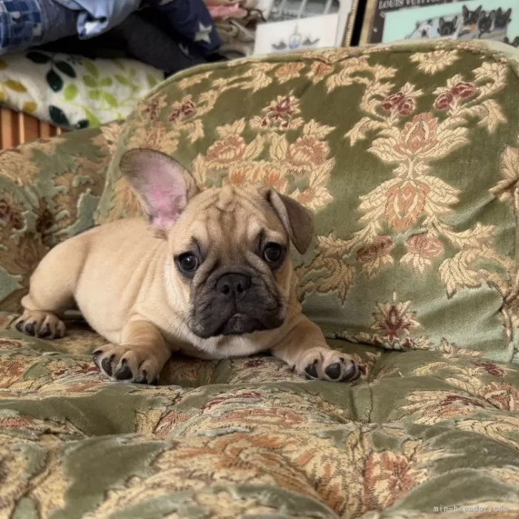 こまちよパパ 様のお迎えした子犬