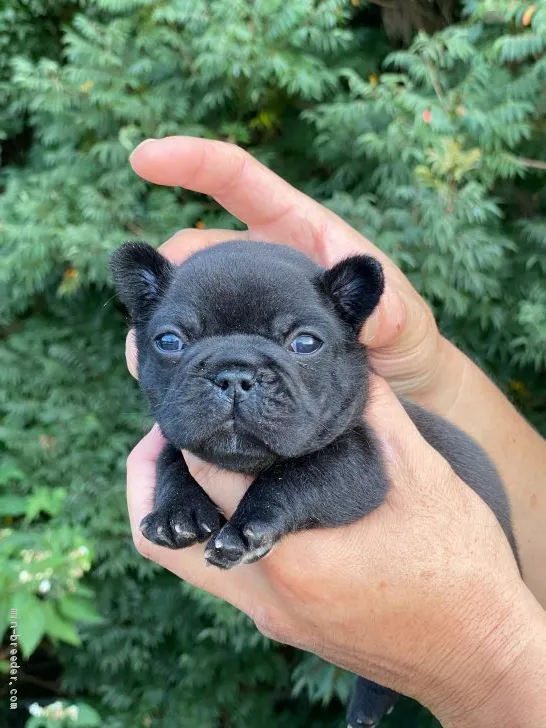 TOM 様のお迎えした子犬