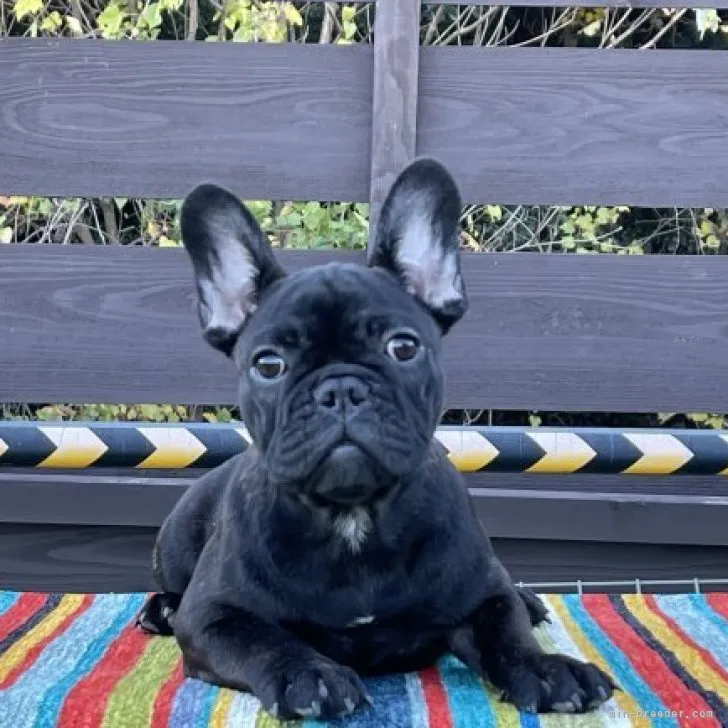 るな 様のお迎えした子犬