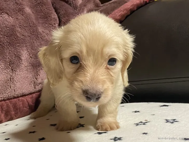 ポム 様のお迎えした子犬