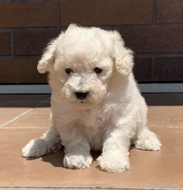 モン 様のお迎えした子犬