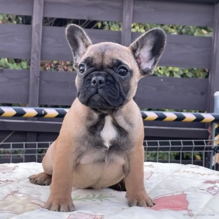 たけぞうぱぱ 様のお迎えした子犬