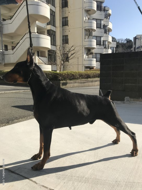 トム　7歳　仔犬の面倒をみてくれる優しい先住犬｜玉置　隆徳(たまき　たかのり)ブリーダー(静岡県・ドーベルマンなど・JKC/日本警察犬協会登録)の紹介写真4