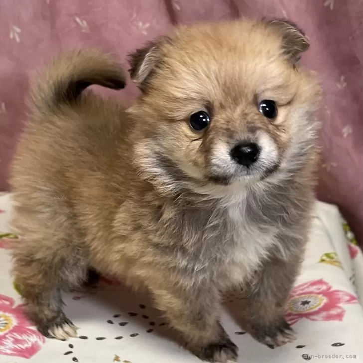 kaopanda 様のお迎えした子犬