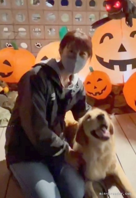ドッグランでハローウィン｜小椋　由美子(おぐら　ゆみこ)ブリーダー(愛知県・バーニーズ・マウンテン・ドッグなど・JKC登録)の紹介写真1