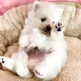 ポメラニアン
