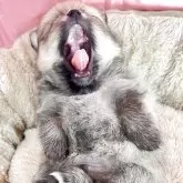 ポメラニアン