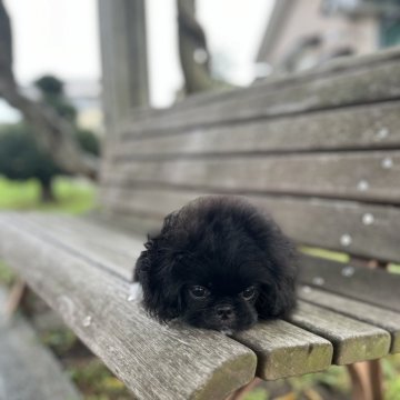 ペキニーズ【青森県・男の子・2024年7月21日・ブラック ホワイトマーキング】の写真「🪅お手入れ大好き男の子🪅」