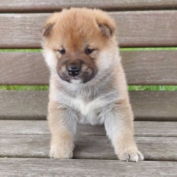 柴犬(標準サイズ)【青森県・男の子・2023年5月14日・赤】の写真「コロコロしてます❣️」