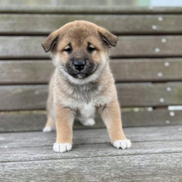 柴犬(標準サイズ)【青森県・男の子・2022年11月27日・赤】の写真「ママは小さな柴ちゃん❣️」