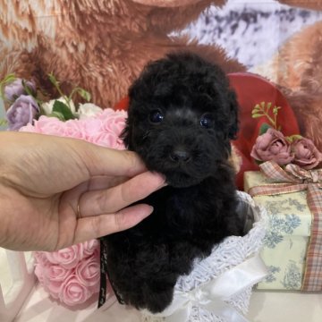 トイプードル(タイニー)【兵庫県・女の子・2024年10月19日・ブラック】の写真「可愛く成長しております🥰」