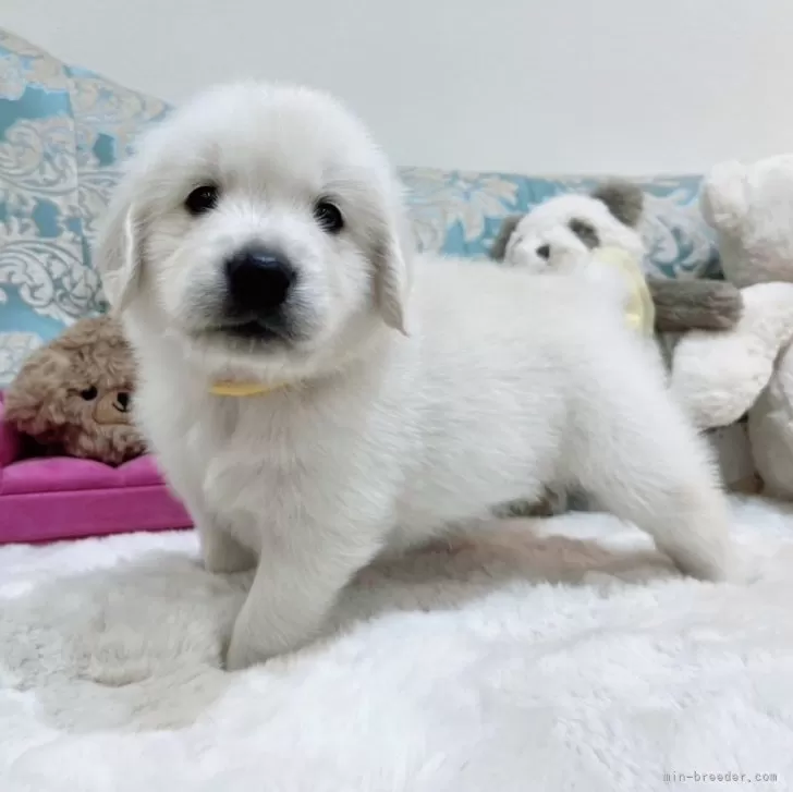 さえきん 様のお迎えした子犬