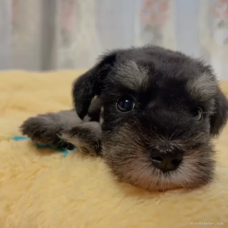 もも 様のお迎えした子犬