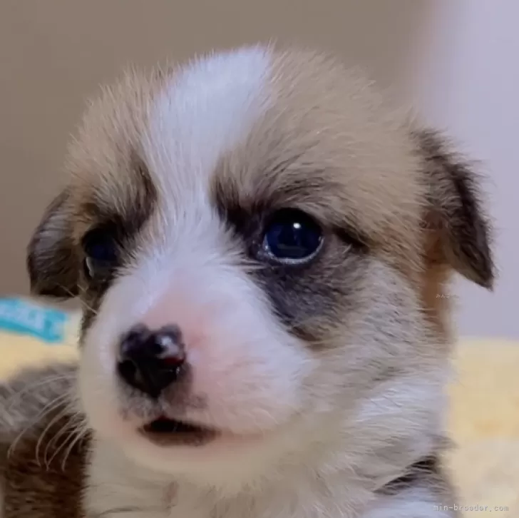 あや 様のお迎えした子犬