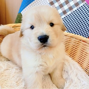 ゴールデンレトリバー【和歌山県・男の子・2025年3月21日・ゴールデン】の写真「両親遺伝子検査済。PRA３項目クリア。黄色リボン君」