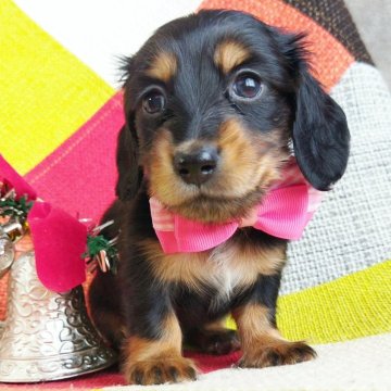 ミニチュアダックスフンドの子犬を探す｜ブリーダー直販の子犬販売【みんなのブリーダー】