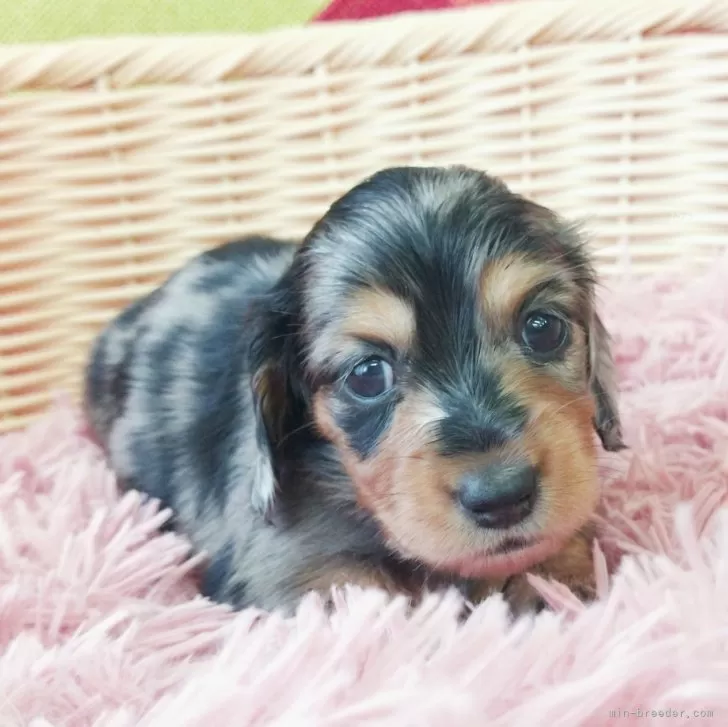 ヴェルドン 様のお迎えした子犬