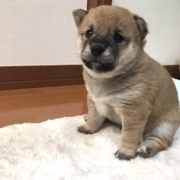 豆柴【栃木県・女の子・2024年12月5日・赤】の写真「カレンダー撮影有チャンピオン血統」