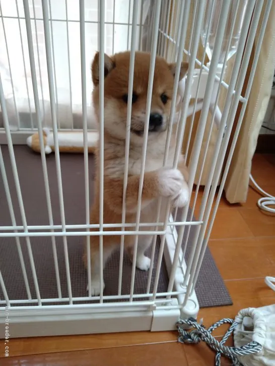 M 様のお迎えした子犬