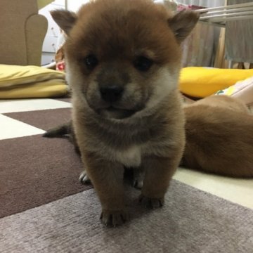 柴犬(豆柴)【栃木県・女の子・2022年1月24日・赤】の写真「極小！かわいい！！！カレンダー撮影あり」