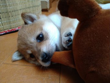 柴犬(豆柴)【栃木県・女の子・2020年7月26日・赤】の写真「目が大きくかわいい子です」