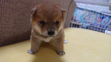 柴犬(豆柴)【栃木県・女の子・2022年1月24日・赤】の写真「とにかくかわいい！！！カレンダー撮影あり」