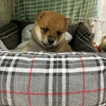 柴犬(豆柴)【栃木県・女の子・2024年7月29日・赤】の写真「極小・天赦日生まれ・カレンダー撮影済」