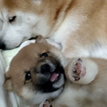 柴犬(豆柴)【栃木県・女の子・2024年1月24日・赤】の写真「チャンピオン直仔・カレンダー撮影」