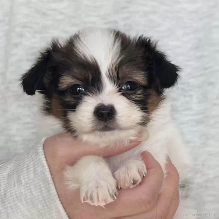 かなりた 様のお迎えした子犬