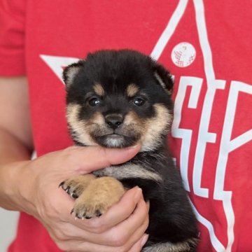 柴犬(豆柴)【愛知県・男の子・2024年10月22日・黒】の写真「人気の豆柴🍀」