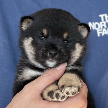 柴犬(豆柴)【愛知県・男の子・2024年10月9日・黒】の写真「12月05日までのネット限定販売！人気の豆柴男の子」