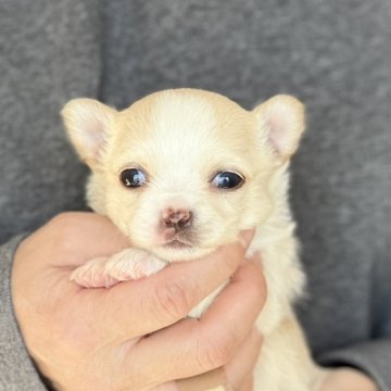 チワワ(ロング)【愛知県・男の子・2024年12月29日・クリーム&ホワイト】の写真「2月24日までのネット限定販売⭐️人気のチワワ💕」