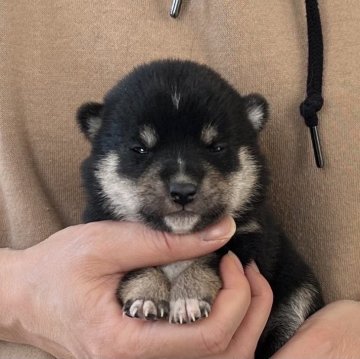 柴犬(豆柴)【愛知県・女の子・2025年1月16日・黒】の写真「3月14日までのネット限定販売✨人気の豆柴🍀」