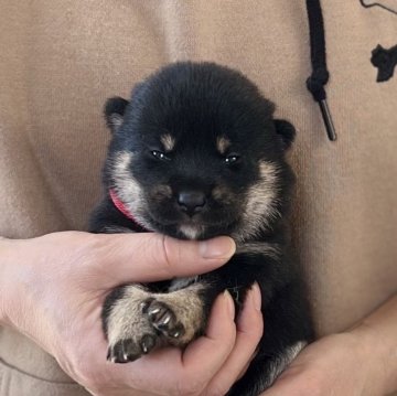 柴犬(豆柴)【愛知県・女の子・2025年1月16日・黒】の写真「人気の豆柴🍀」